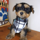 Dante Morkie 04