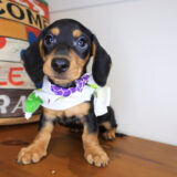 Dario Dachshund 01
