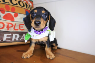 Dario Dachshund 01