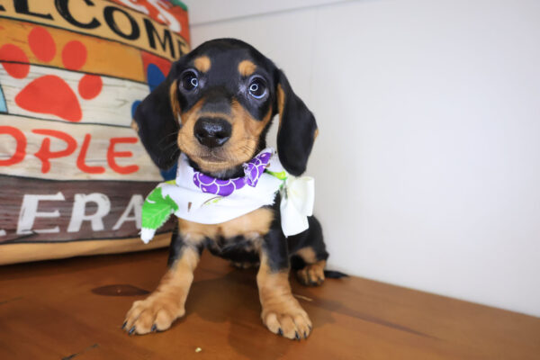 Dario Dachshund 01