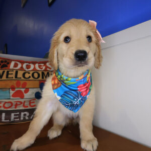 Delice Golden Retriever 01