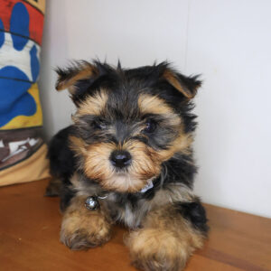 Denali Morkie 01