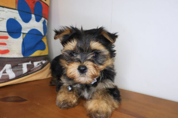 Denali Morkie 01