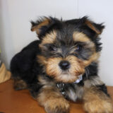 Denali Morkie 02
