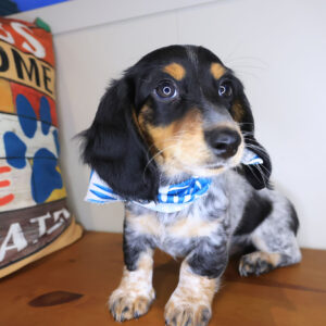 Dijon Dachshund 01 Dijon Dachshund 01