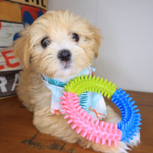 Dough Maltipoo 01