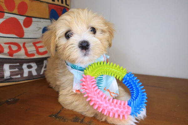 Dough Maltipoo 01