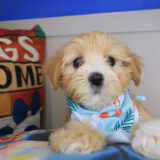 Dough Maltipoo 04