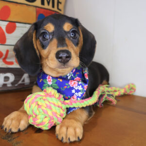 Elvira Dachshund 01