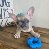 Emmie French Bulldog 01