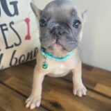 Emmie French Bulldog 02