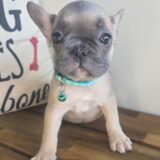 Emmie French Bulldog 03
