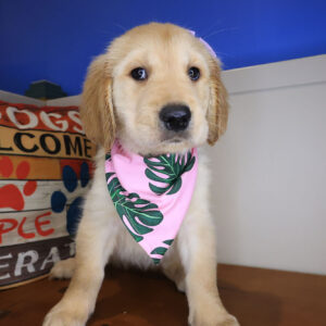 Finley Golden Retriever 01
