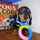 Foxhugh Dachshund 01 Foxhugh Dachshund 01