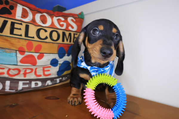 Foxhugh Dachshund 01 Foxhugh Dachshund 01