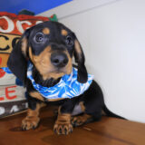 Foxhugh Dachshund 03 Foxhugh Dachshund 03