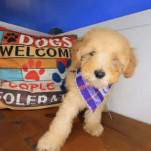 Fresco Poodle 01 Fresco Poodle 01