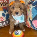 Gina Cavapoo 01