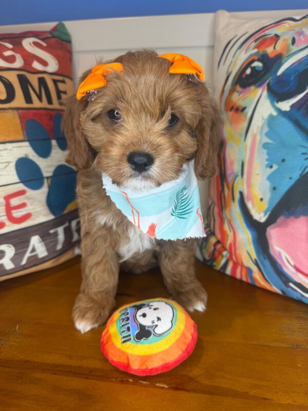 Gina Cavapoo 01