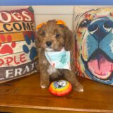 Gina Cavapoo 02