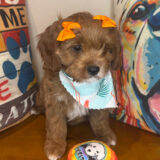 Gina Cavapoo 04