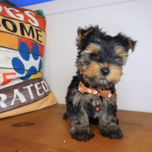 Ginger Yorkshire Terrier 01