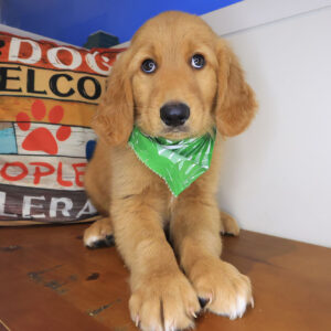 Goober Golden Retriever 01
