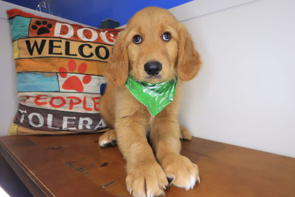 Goober Golden Retriever 01