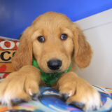 Goober Golden Retriever 02
