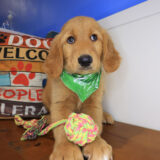 Goober Golden Retriever 03