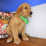 Goober Golden Retriever 04