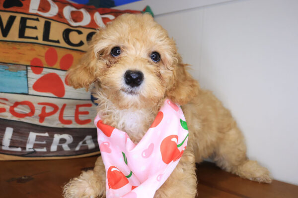 Guava Poodle 01