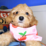 Guava Poodle 02
