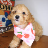 Guava Poodle 04