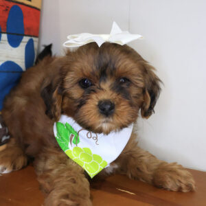 Gwen Shihpoo 01