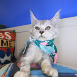 Halo Maine Coon 04