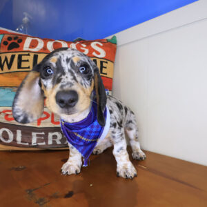 Hoot Dachshund 01