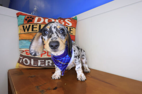 Hoot Dachshund 01
