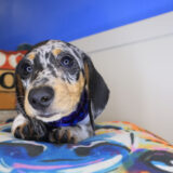 Hoot Dachshund 02