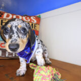 Hoot Dachshund 04