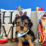Ilomantsi Yorkshire Terrier 01
