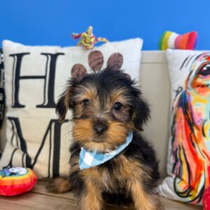 Ilomantsi Yorkshire Terrier 01