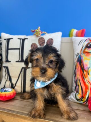 Ilomantsi Yorkshire Terrier 01