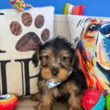 Ilomantsi Yorkshire Terrier 02