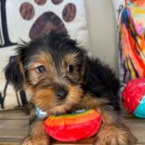Ilomantsi Yorkshire Terrier 04