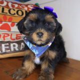 Indig Shorkie 01