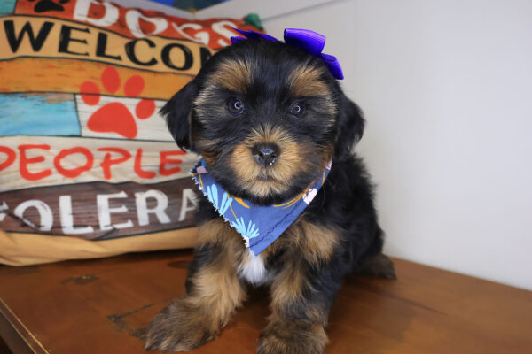 Indig Shorkie 01