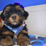 Indig Shorkie 03