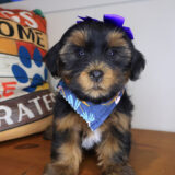 Indig Shorkie 04