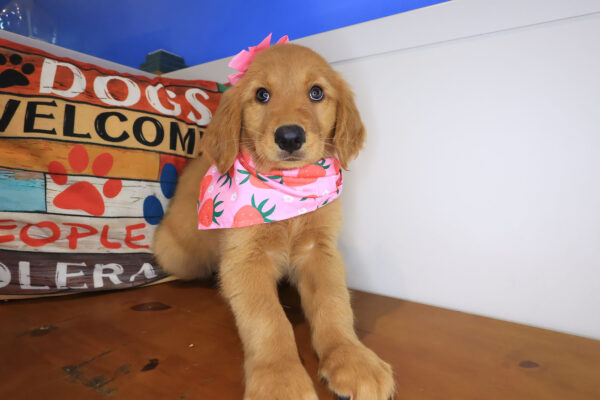 Indigo Golden Retriever 01